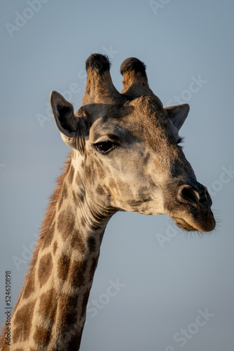 Close-up of southern giraffe staring with catchlight © Nick Dale
