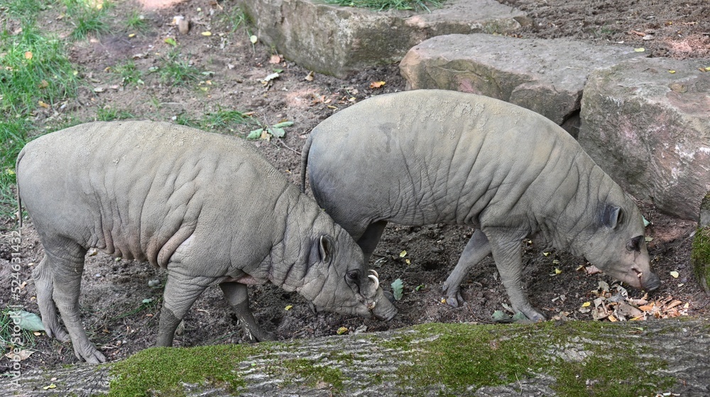 Fototapeta premium two babirusa pigs looking for food
