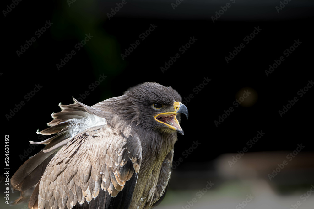 Fototapeta premium Steinadler