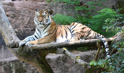 A tiger standing on a tree