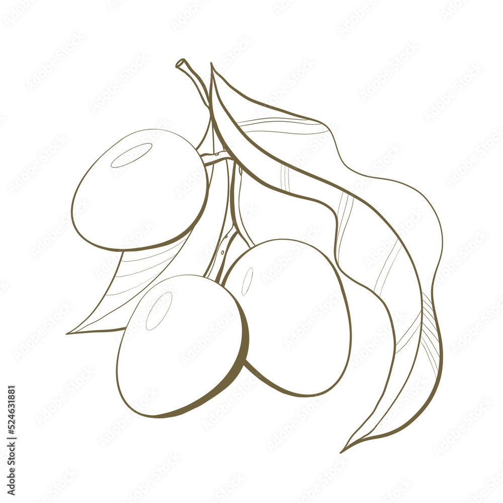 outline sketch line botany illustration tropical thai tree fruit vampi close up fruits with leaves design element outline sketch line botany illustration tropical thai tree fruit vampi close up fruits with leaves design element