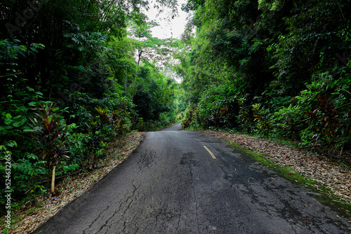Asphalt road in green forest