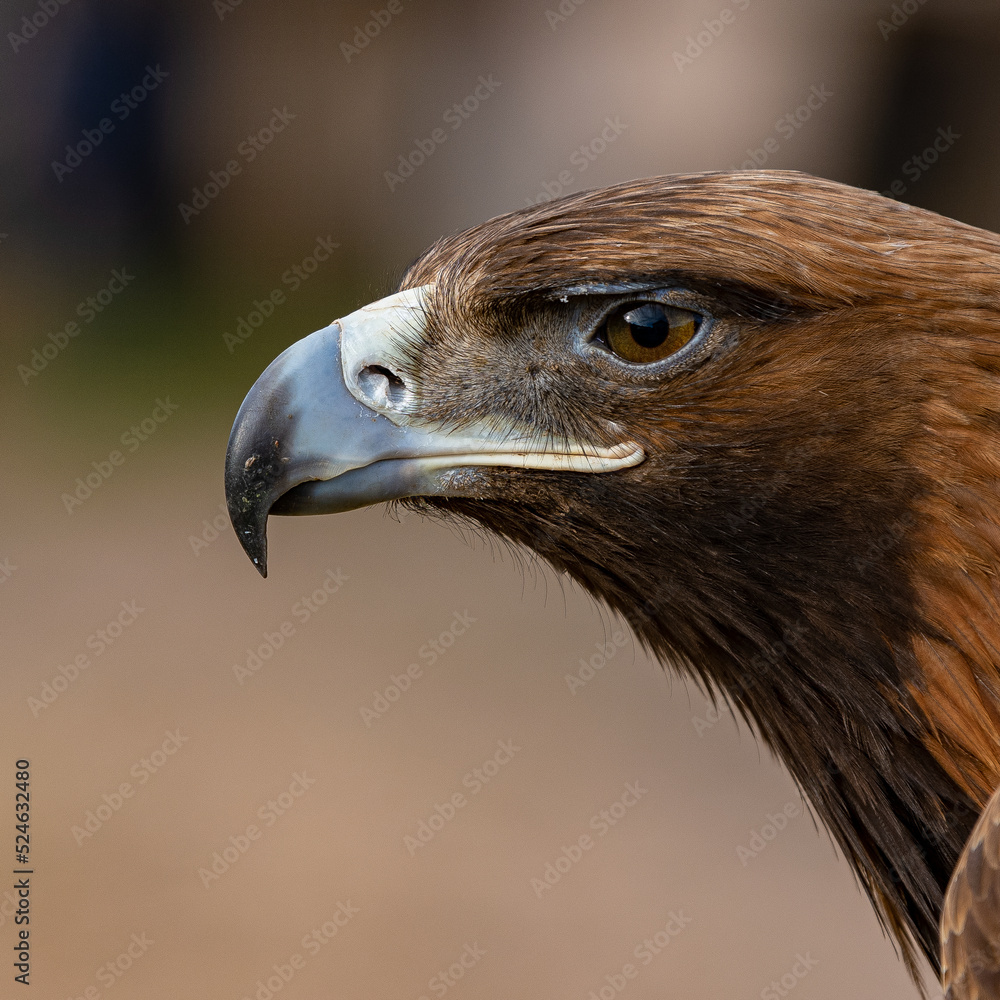 Fototapeta premium close up of a eagle