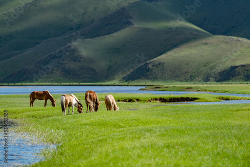 horses on the meadow in Mongolia