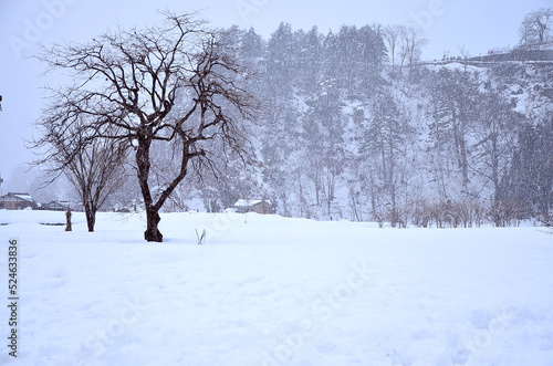 雪景色