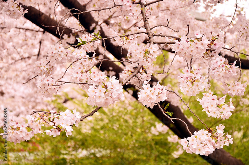 桜