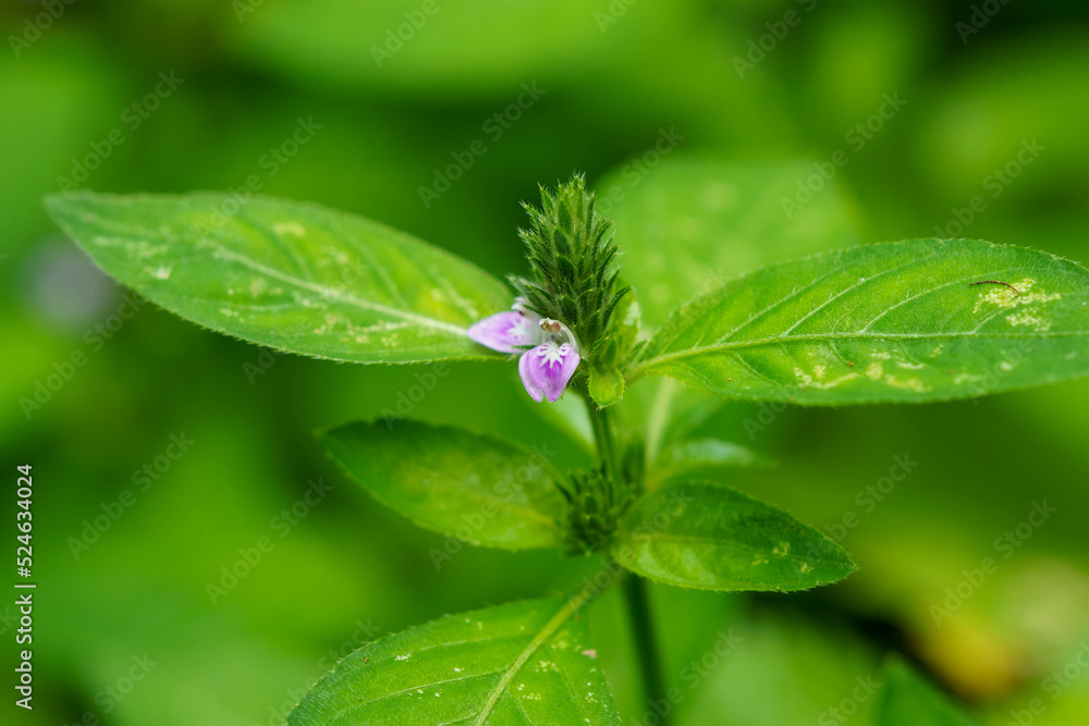 可愛いキツネノマゴの花 可愛いキツネノマゴの花