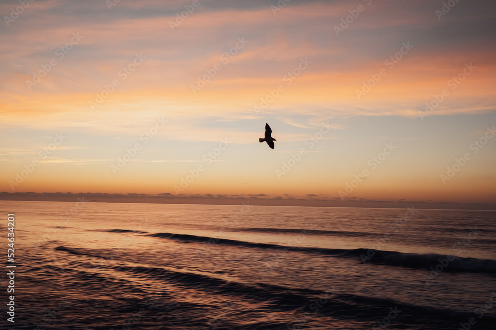 Seagull bird flies over the sea at dawn, incredible sunrise and spectacular landscape