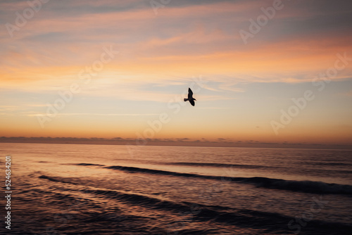 Seagull bird flies over the sea at dawn  incredible sunrise and spectacular landscape