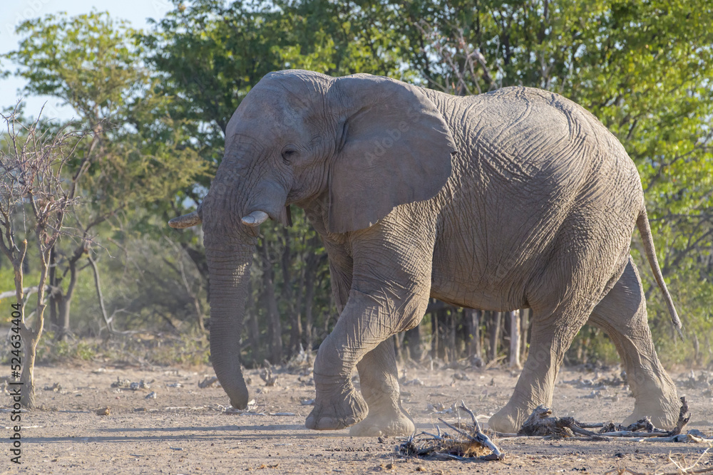 African Elephant (Loxodonta africana), bull walking, Etosha National Park, Namibia