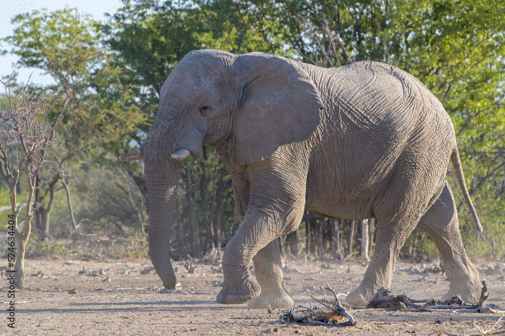 Fototapeta premium African Elephant (Loxodonta africana), bull walking, Etosha National Park, Namibia