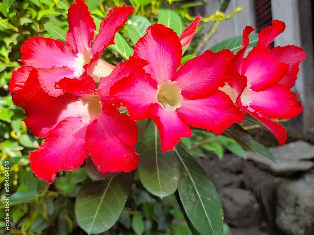 Beautiful flowers Adenium obesum or commonly called Japanese frangipani flowers. This ornamental plant with a dark pink crown and green leaves can live well in the tropics to be called the desert rose Beautiful flowers Adenium obesum or commonly called Japanese frangipani flowers. This ornamental plant with a dark pink crown and green leaves can live well in the tropics to be called the desert rose