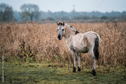 Konik foal in a nature reserve in The Netherlands