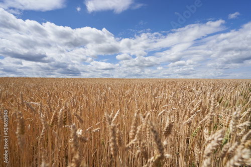Ripe ears of wheat in field against a blue sky in Russia