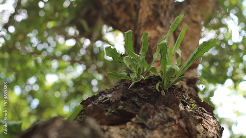 The beauty of near the dried bark of the tree