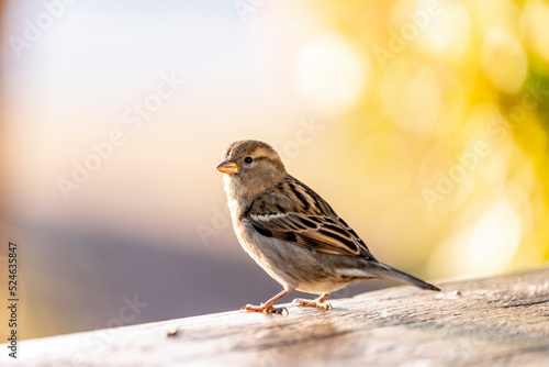 Common house sparrow, little bird © PIC by Femke