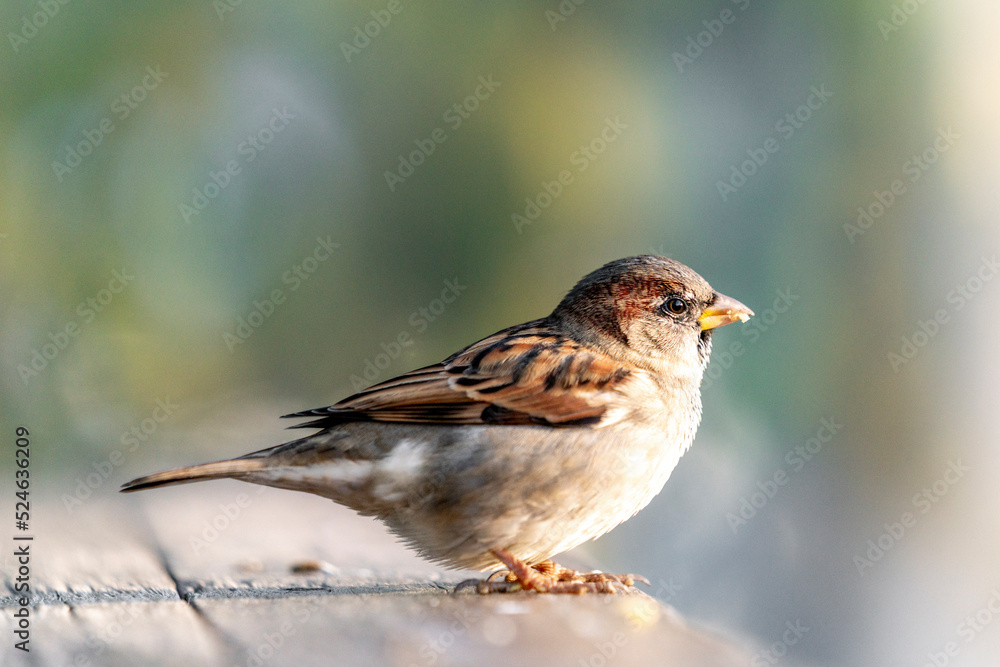 Common house sparrow, little bird Common house sparrow, little bird