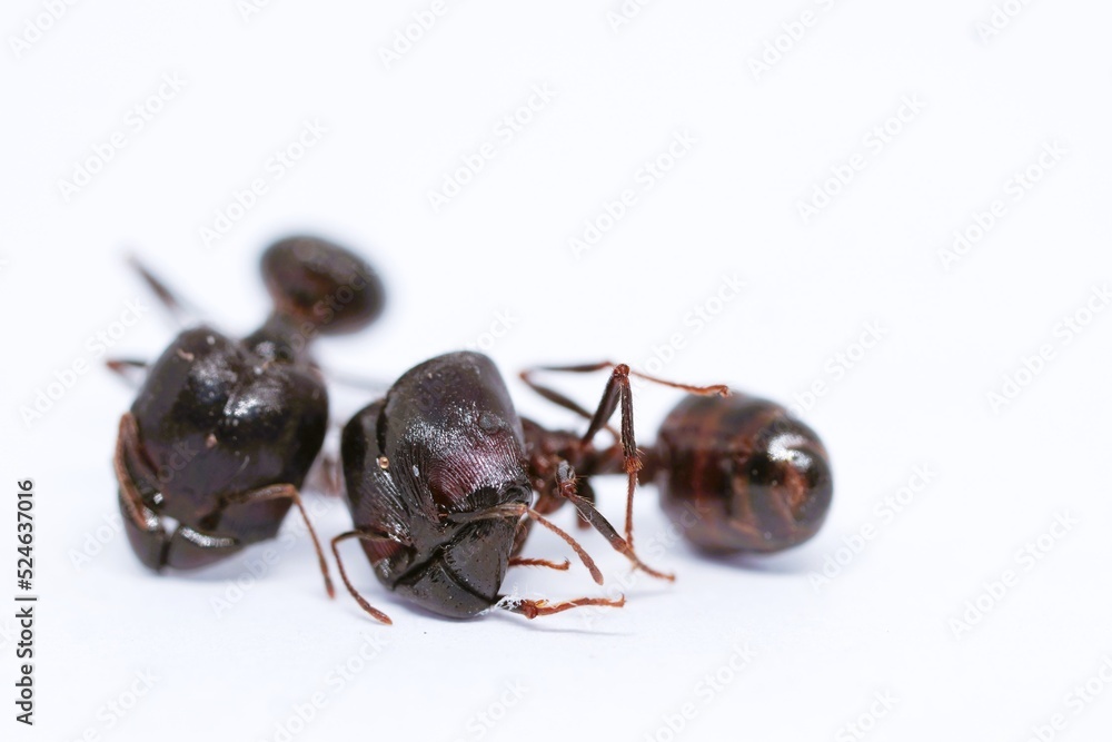 two black ants lying dead on a white background two black ants lying dead on a white background