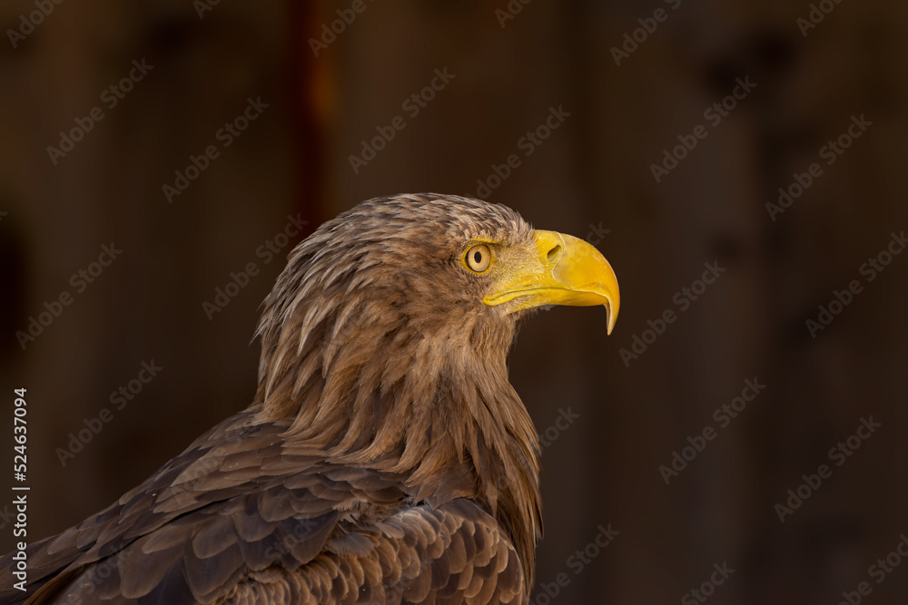 close portrait of an eagle head isolated background close portrait of an eagle head isolated background