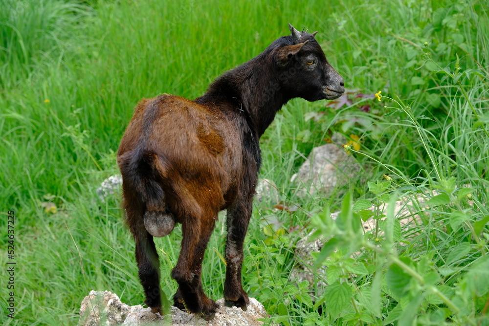 Indonesia Alor Island - Cute billy goat Indonesia Alor Island - Cute billy goat