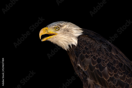 close portrait of an eagle head isolated background