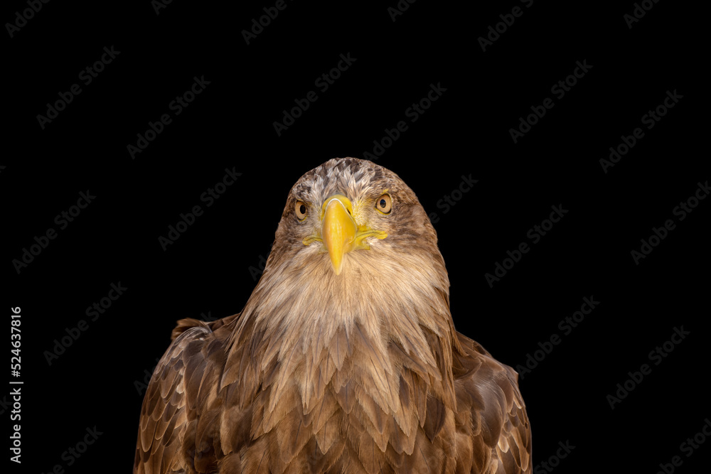 close portrait of an eagle head isolated background close portrait of an eagle head isolated background