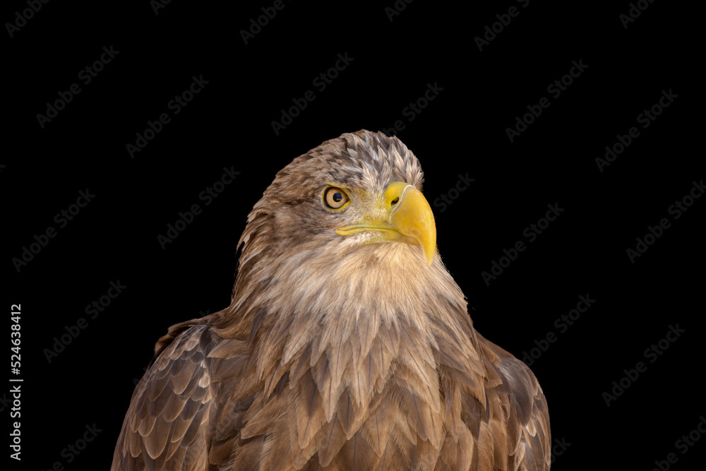 close portrait of an eagle head isolated background close portrait of an eagle head isolated background