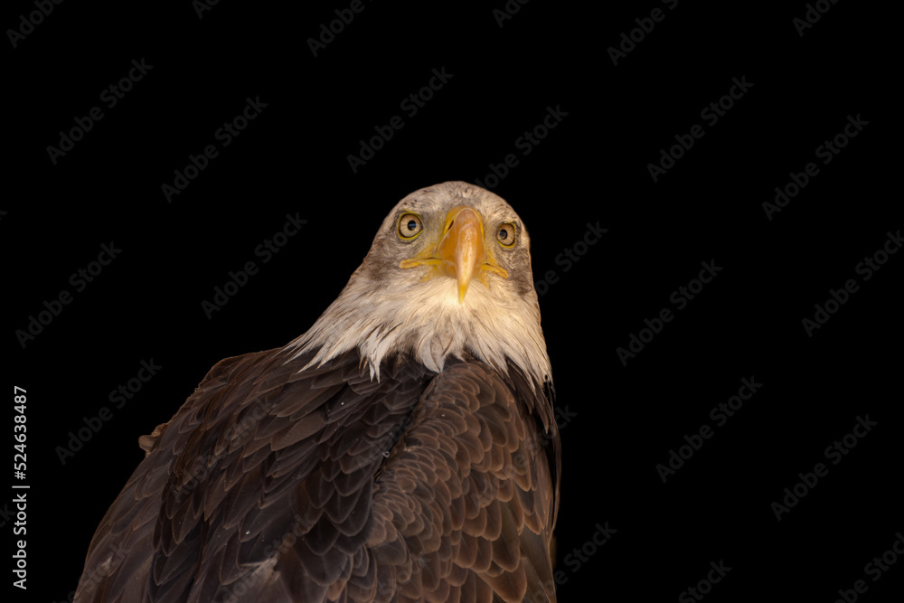 Obraz premium close portrait of an eagle head isolated background