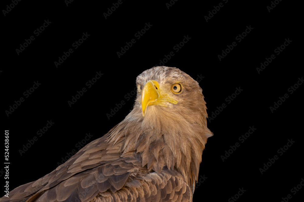 close portrait of an eagle head isolated background close portrait of an eagle head isolated background