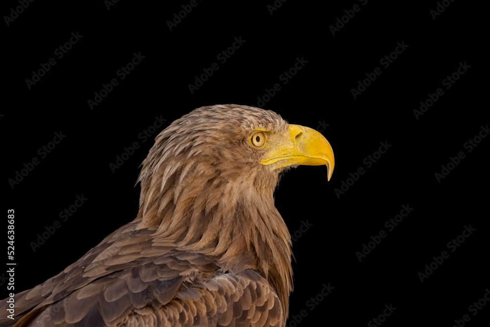 close portrait of an eagle head isolated background close portrait of an eagle head isolated background