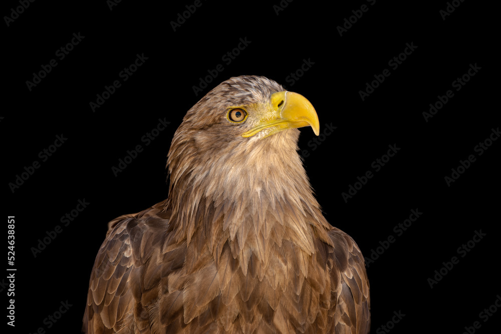 close portrait of an eagle head isolated background close portrait of an eagle head isolated background