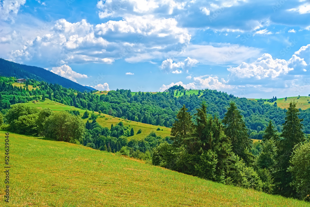 background nature of the Carpathians. mountain landscape on a bright sunny day. beech forest on the grassy meadow.  travel and tourism concept.