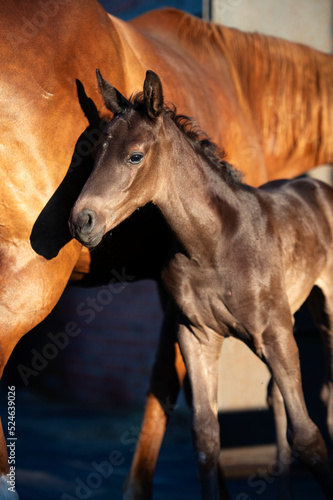  portrait of beautiful black foal posing with chestnut mom at evening . close up