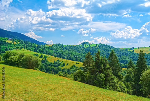 Wallpaper Mural background nature of the Carpathians. mountain landscape on a bright sunny day. beech forest on the grassy meadow.  travel and tourism concept. Torontodigital.ca
