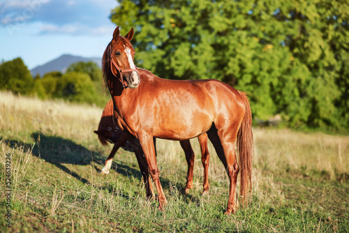 Brown or chestnut Arabian horse on grass meadow, another animal behind, blurred trees on sunny day background