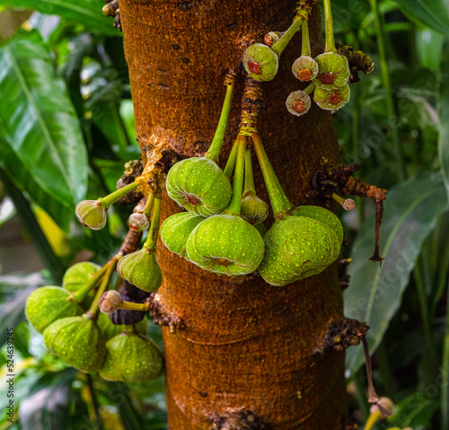 Ficus auriculata, Roxburgh Fig close_up of fruits on a tree. photo