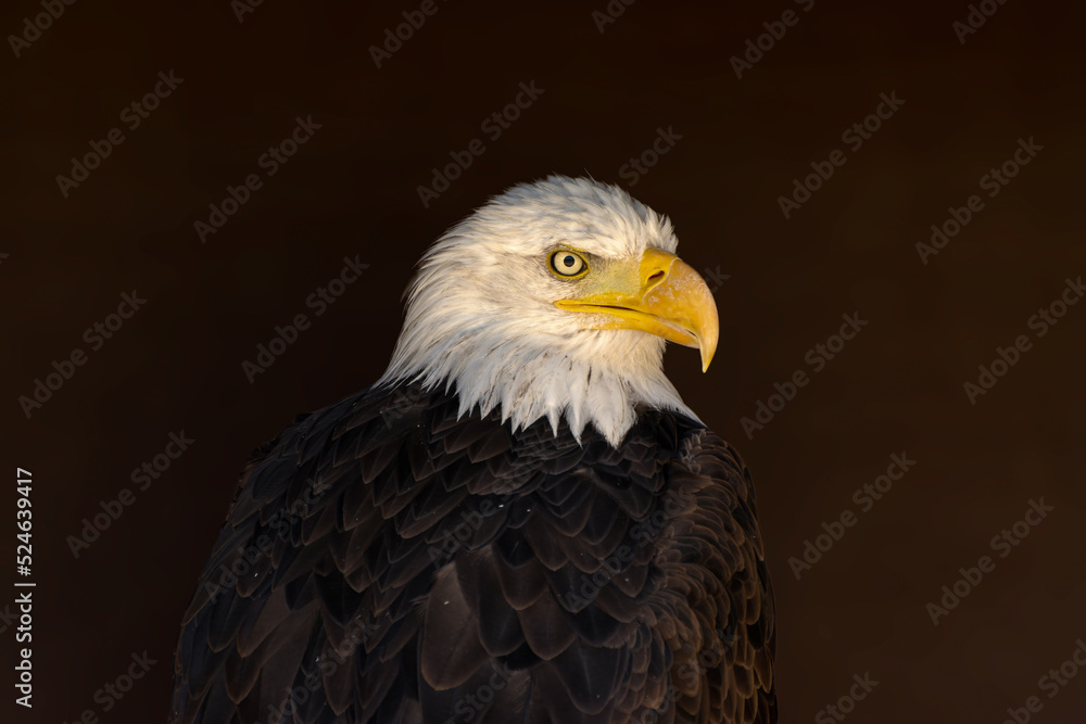 close portrait of an eagle head isolated background close portrait of an eagle head isolated background