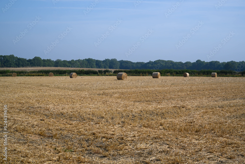 Fototapeta premium straw bales in the field