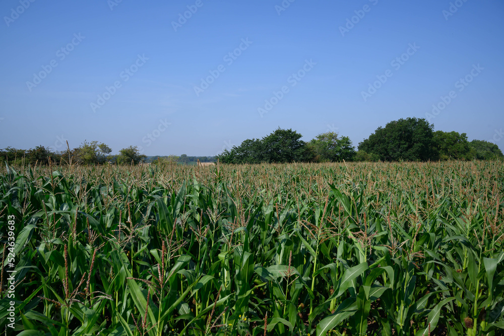 corn field and sky corn field and sky