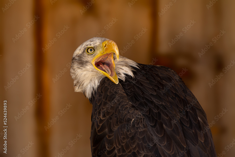 close portrait of an eagle head isolated background close portrait of an eagle head isolated background