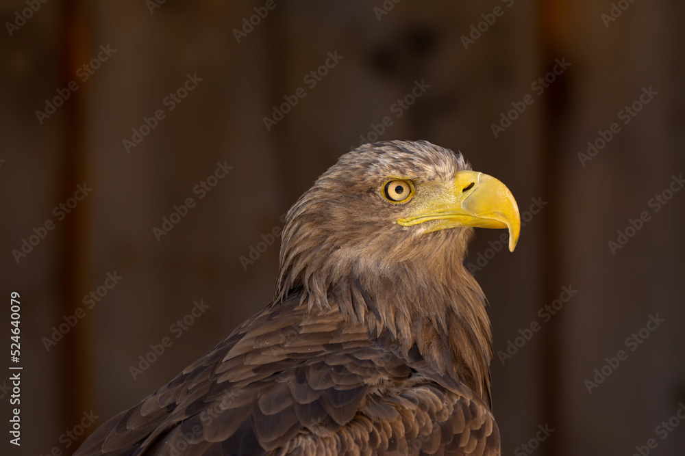 close portrait of an eagle head isolated background close portrait of an eagle head isolated background