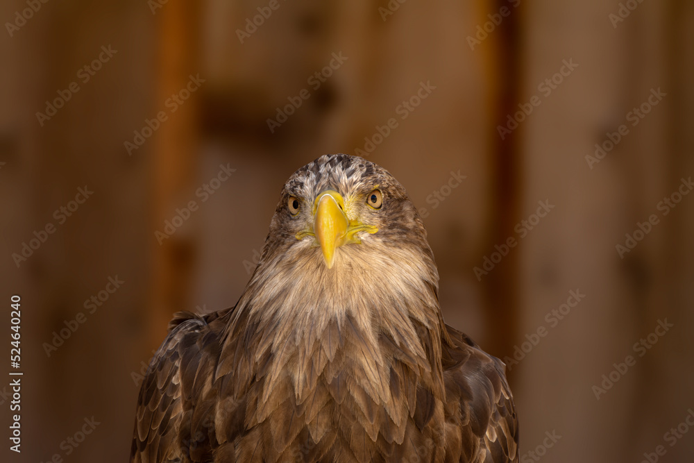 close portrait of an eagle head isolated background close portrait of an eagle head isolated background