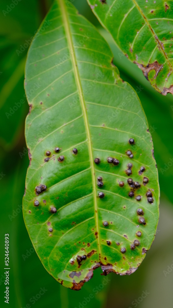 Blurred plant disease on mango leaf, Leaf spot disease black spot ...