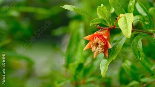 Defocus pomegranate flowers blossom and green leaves in the garden.