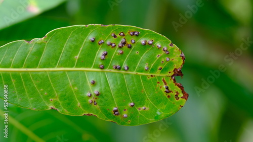 Blurred plant disease on mango leaf, Leaf spot disease black spot, caused by fungal infection. photo