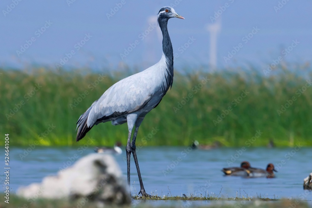 Fototapeta premium Demoiselle crane bird at river. Grus virgo. Natural background. Abstract background. Bird background.
