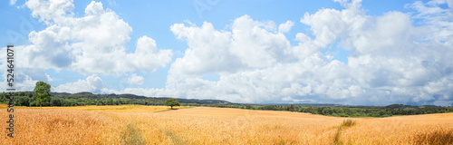 Summer landscape with golden wheat fields