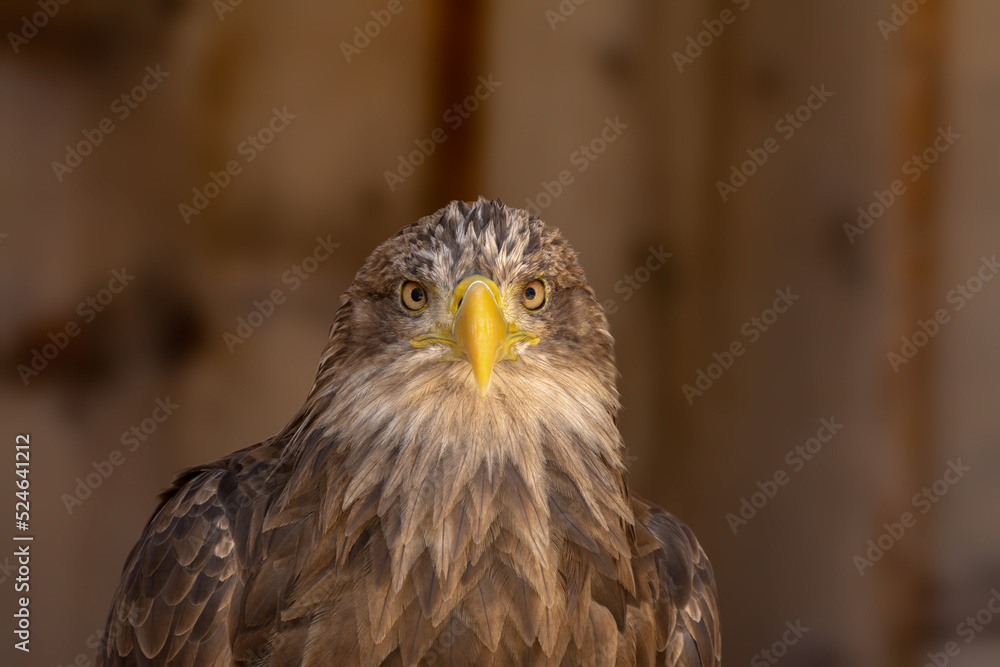 Fototapeta premium close portrait of an eagle head isolated background