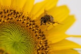 bee on a blossom of a sunflower (close up)