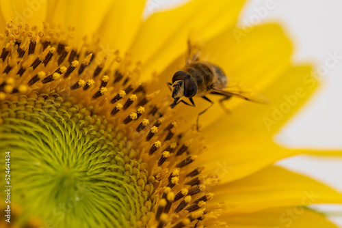 bee on a blossom of a sunflower (close up) © UbjsP